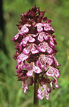 Lady orchid (Orchis purpurea) in flower, Provence, France