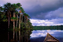 Moriche palm swamp {Moriche flexuosa} Lake Sandoval, Peru Amazonia