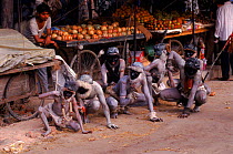 People impersonating Langur monkeys at fruit stall. New Delhi, India, street theatre