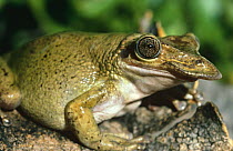 Casque headed frog {Triprion spatulatus} Mexico, captive