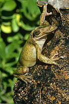 Casque headed frog {Triprion spatulatus} Mexico, captive