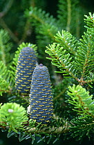 Fir cones of Korean pine {Pinus koraiensis} Scotland