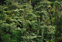 Tree ferns and Nikau palms Coramandel, New Zealand