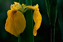 Yellow iris flower and morning dew {Iris pseudacorus} Belgium, Europe