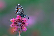Silver studded blue butterfly {Plebejus argus} on Cross leaved heath {Erica tetralix} Belgium