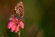 Silver studded blue butterfly on Cross leaved heath flower {Erica tetralix} with morning dew . Belgium, europe