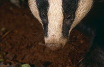 Badger portrait showing whiskers {Meles meles} UK