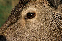 Red Deer stag's eye {Cervus elaphus} UK