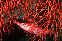 Longnose hawkfish {Oxycirrhites typus} amongst Sea fan, Bunaken, Sulawesi, Indonesia