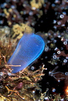 Tunicate {Rhopalaea crassa} Sulawesi, Indonesia Bunaken