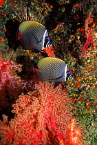 Collared butterflyfish {Chaetodon collare} Andaman sea, Thailand