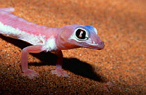 Web footed gecko {Palmatogecko rangei} Namib-Naukluft, Namibia