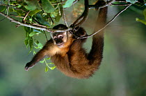 Large headed capuchin (Sapajus macrocephalus) hanging from tree, Manu NP, Peru