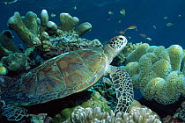 Green turtle in coral reef {Chelonia mydas} Sipadan, Sabah, Malaysia