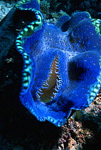 Giant clam feeding {Tridacna gigas} Australia