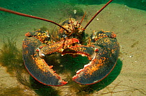 Northern lobster {Homarus americanus} Fundy bay, East Canada