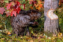 American beaver at gnawed tree trunk {Castor canadensis} Minnisota, USA Captive.