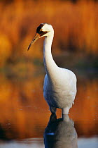Portrait of Whooping crane {Grus americana} endangered species, USA captive