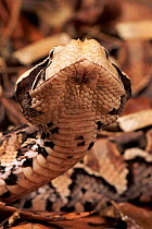 Gaboon viper head close-up {Bitis gabonica} captive