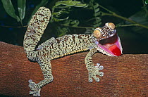 Leaf tailed gecko in defense posture (Uroplatus fimbriatus) Nosy Mangabe NR, Madagascar