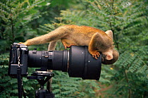Squirrel monkey {Saimiri sciureus} investigates camera. Amazonia, Ecuador