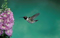 Black chinned hummingbird male flying to flower {Archilochus alexandri} Arizona, US