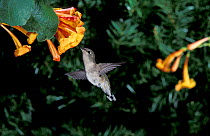 Black chinned hummingbird female feeding {Archilochus alexandri} Arizona, USA