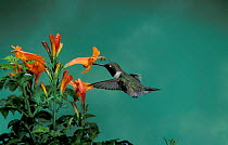 Black chinned hummingbird male feeding {Archilochus alexandri} Arizona, US