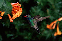 Broad billed hummingbird {Cynanthus latirostris} male feeding at flower, Arizona, USA