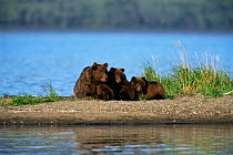 Grizzly bear female with cubs {Ursus arctos horribilis} resting by shoreline, Alaska, USA