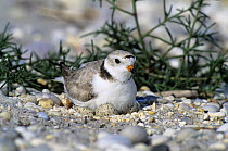 Piping plover (Charadrius melodus) incubating eggs on nest Long Island, NY, USA