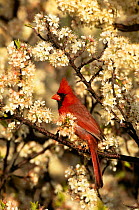 Northern cardinal male amongst Plum blossom {Cardinalis cardinalis} Long Is, NY, USA