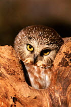 Northern saw-whet owl {Aegolius acadicus} at Raptor centre, USA