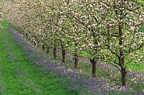 Apple trees in blossom with Bluebells, UK