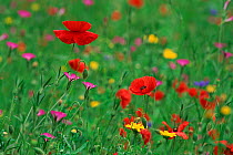 Wild flowers including Poppy and Corncockle cultivated for seed, Leeuwarden, Netherlands