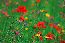 Wild flowers, including Poppy and Corncockle, cultivated for seed , Netherlands