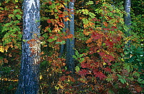 Rowan {Sorbus sp} Birch and Oak in woodland Vestiena, Latvia