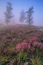 Misty moorland with heather in flower, Kalmthoutse Heide nature reserve, Belgium