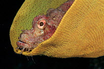 Tassled scorpionfish {Scorpaenopsis oxycephala} in Elephant ear sponge (Langhella basta} Sulawesi