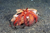 Red hermit crab {Dardanus megistos} Sulawesi, Indonesia