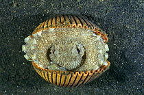Veined octopus in shell (Octopus marginatus) Sulawesi, Indonesia