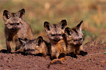 Bat eared fox pups {Otocyon megalotis} Masai Mara, Kenya