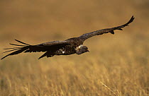 Ruppell's griffon vulture {Gyps rueppellii} flying low over savanna, Masai Mara NR, Kenya