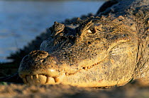 Spectacled caiman head close-up {Caiman crocodilus} Llanos, Venezuela Hato el Frio