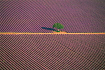 Aerial view of tree in Lavender field, Baronnies, Provence, France