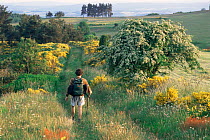 Hiker walking down grassy track, Haut Allier, France. Hawthorn and broom in flower