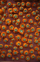 Calendula flowers harvested for pharmaceutical industry, France