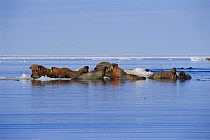 Atlantic Walrus on ice floe {Odobenus rosmarus} Baffin Is, Canada