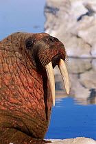 Walrus {Odobenus rosmarus} Baffin Is, Canada