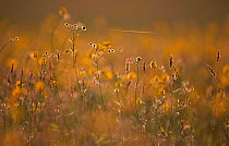 Buttercups in grass meadow {Ranunculus sp} England